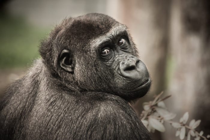 Foto přes pixabay Šimpanzi jsou proslulí svými dlouhými a hlasitými prdy. Ve skutečnosti tak hlasitě, že vědci skutečně použili tyto slyšitelné průchody plynu, aby pomohli najít šimpanze. Plyn produkovaný šimpanzi závisí především na jejich stravě, přičemž kořeny absolutně nejsmradlavějších prdů tvoří ovoce produkující páchnoucí prdy než listy a fíky.