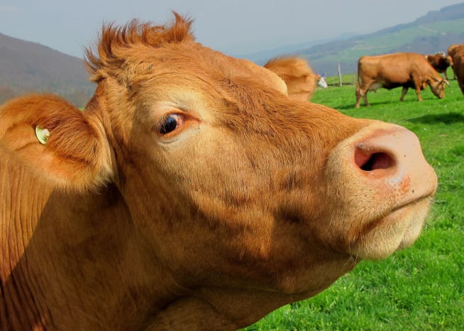 Foto via pixabay Quark kauende Kühe sind die Quelle von erstaunlichen 18% aller Treibhausgasemissionen! Die Kühe' Fürze und Rülpser enthalten einen hohen Anteil an Methangas, das vierundachtzigmal stärker ist als Kohlendioxid. Hinzu kommt, dass jede Kuh jährlich 200-400 Pfund Methangas durch Fürze freisetzt und wir ein ernsthaftes Problem in unseren Händen haben. Unternehmen wie Valorex SAS versuchen, dieses Problem zu bekämpfen, indem sie Futterzusätze herstellen, die die Menge an Methangas reduzieren, die eine Kuh in ihrem Darm produziert.
