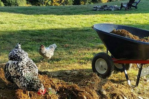 les poulets recherchent des vitamines