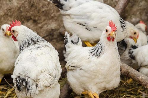 poulets à la ferme