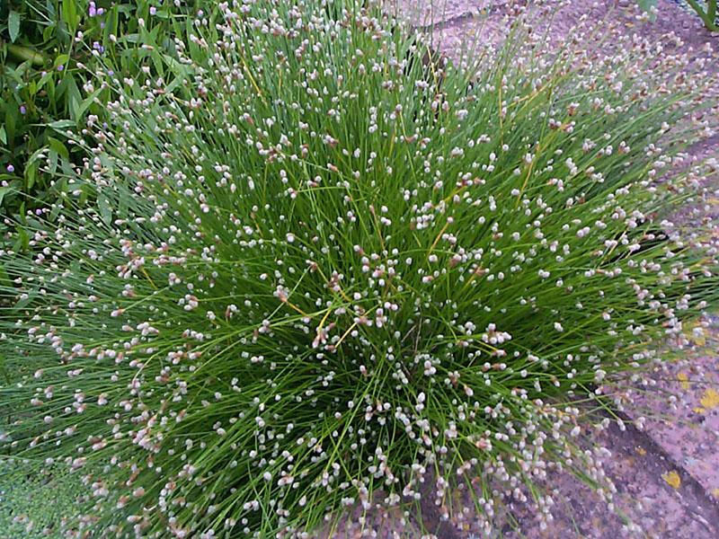 herbe à cheveux