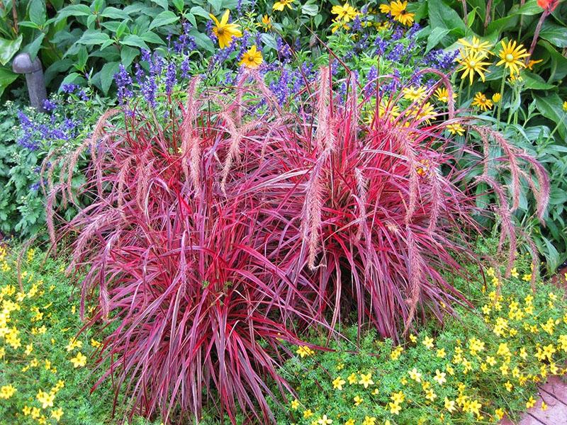 Pennisetum violet