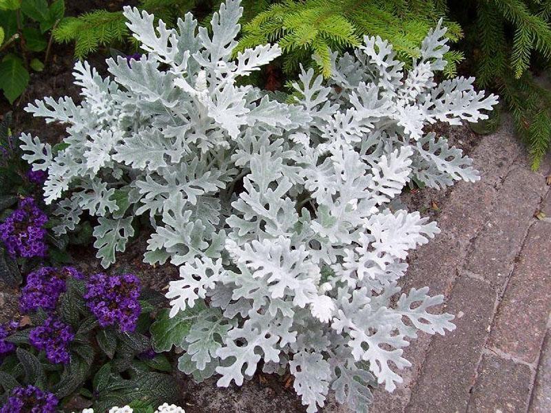 cineraria plateado