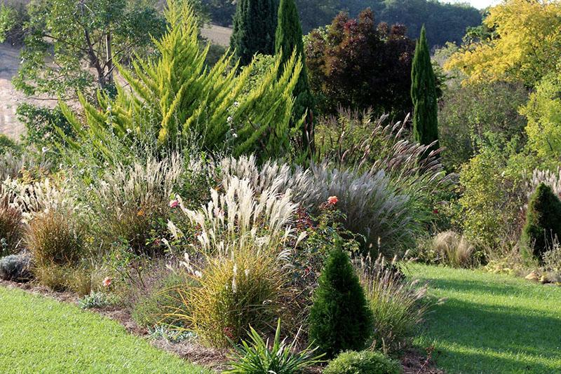 floraison des graminées vivaces