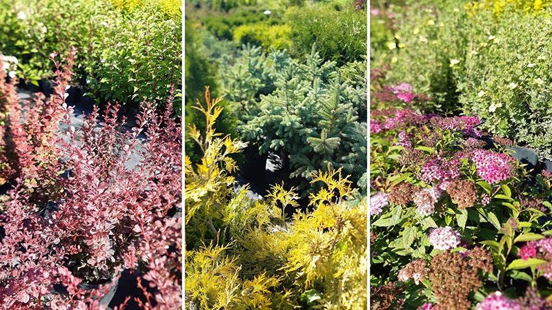 herbes ornementales annuelles et vivaces pour le jardin