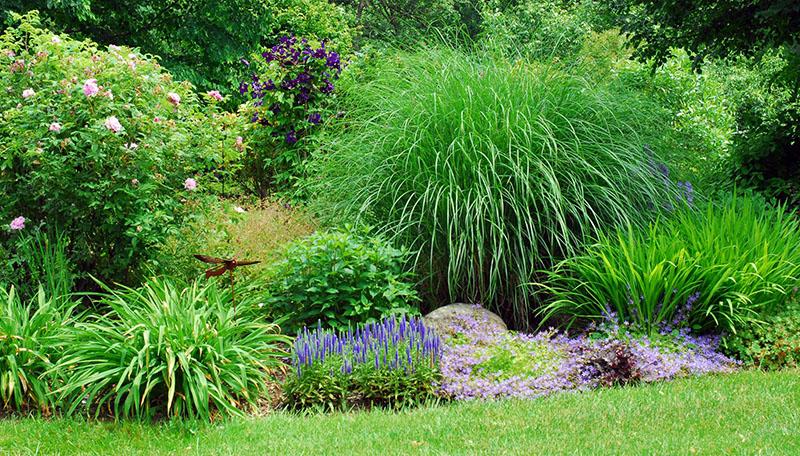 décoration de jardin herbes ornementales