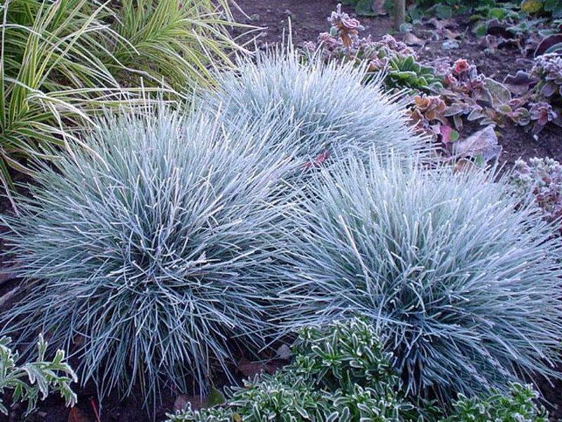 festuca gris