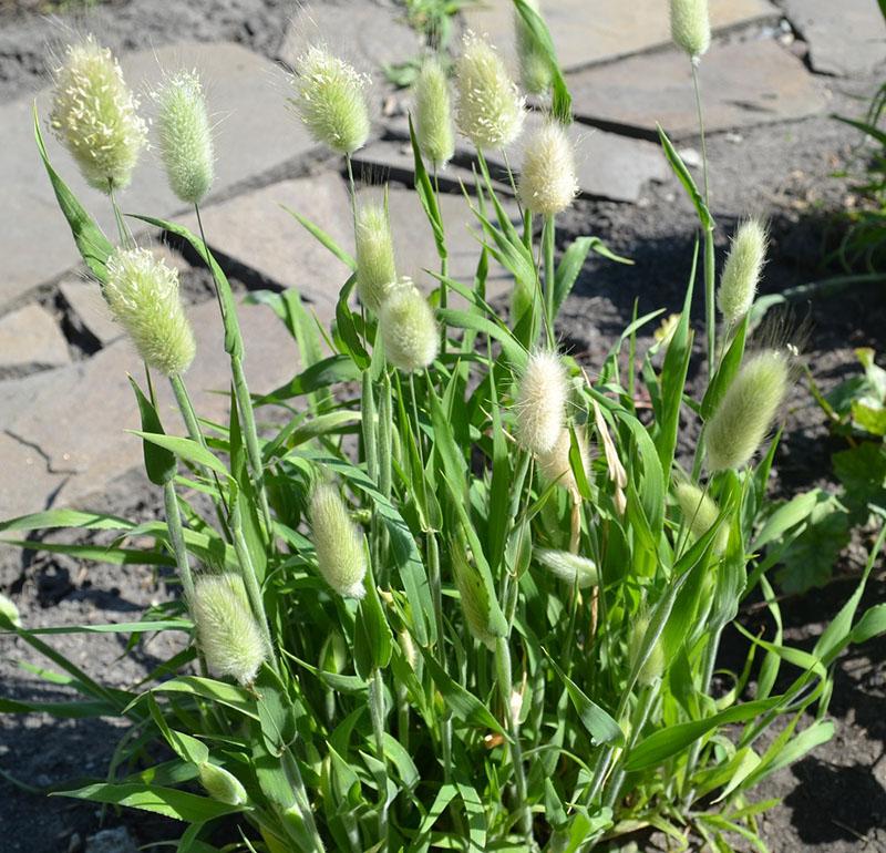 lièvre d'herbe ornementale