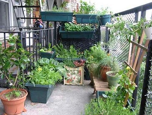 mini jardin sur le balcon