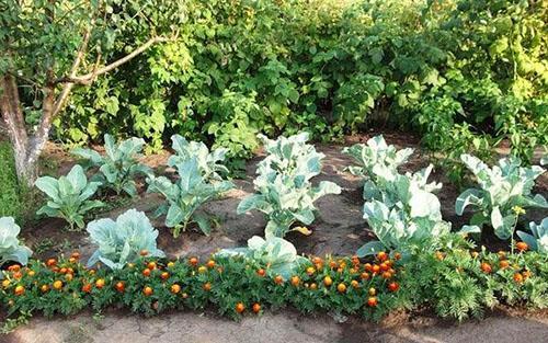 légumes et fleurs dans le même jardin
