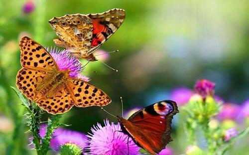 attirer les papillons dans le jardin