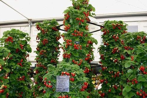 fresas en camas verticales