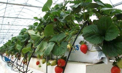 fraises en pots