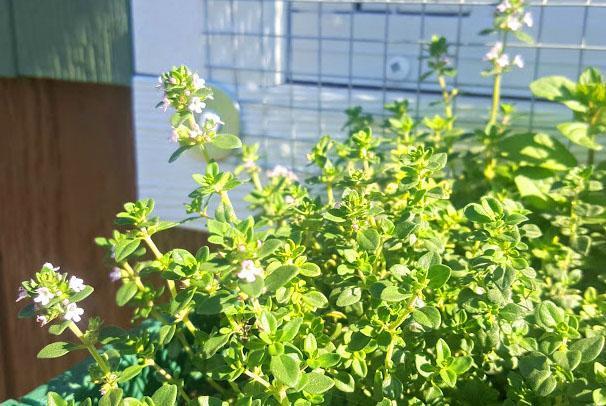 herbes épicées dans le jardin