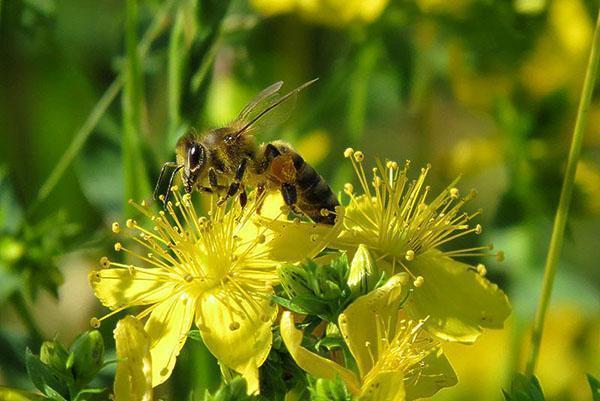 collecte de pollen