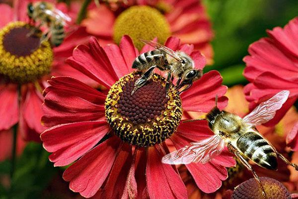 abejas en el macizo de flores