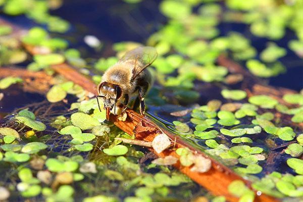 l'abeille boit de l'eau