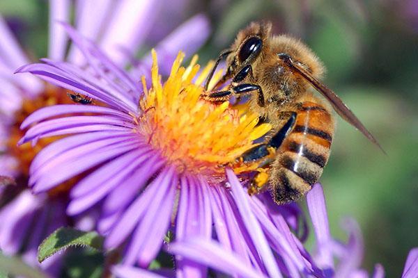 la abeja esta trabajando