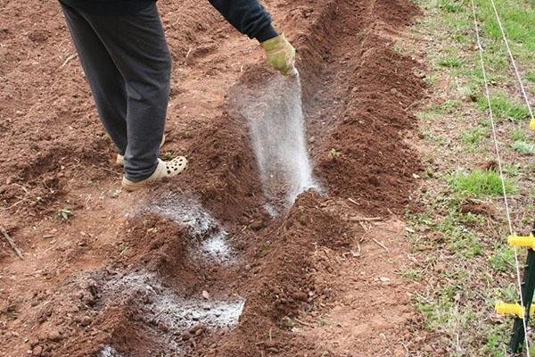 utilisation de cendre dans le jardin