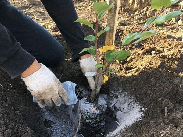 uso de ceniza al plantar plántulas
