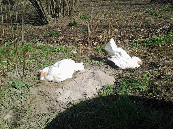 les poulets nagent