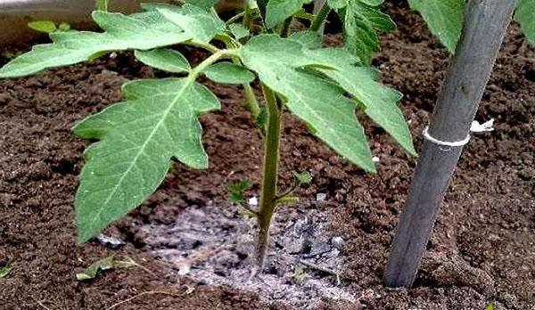 fertiliser les tomates