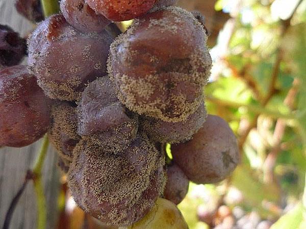 pourriture grise sur les raisins