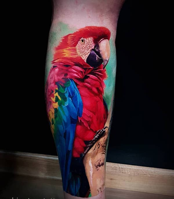 Papoušek červený a zelený