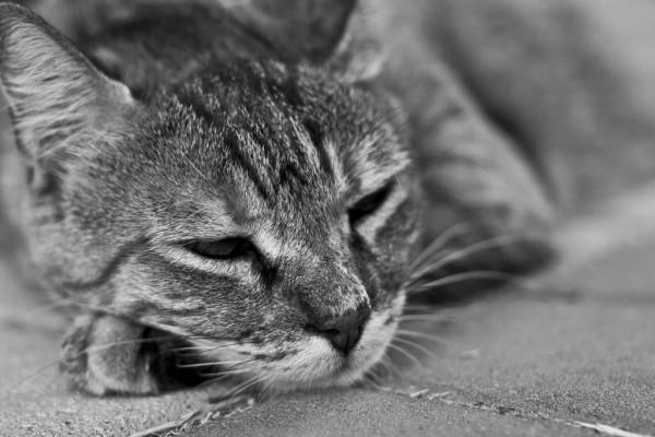 trauriges Bild