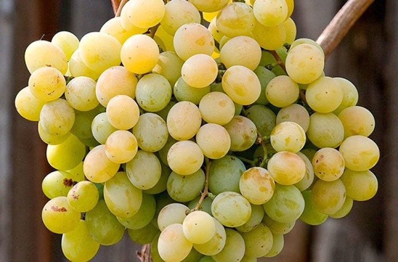 uvas kesha