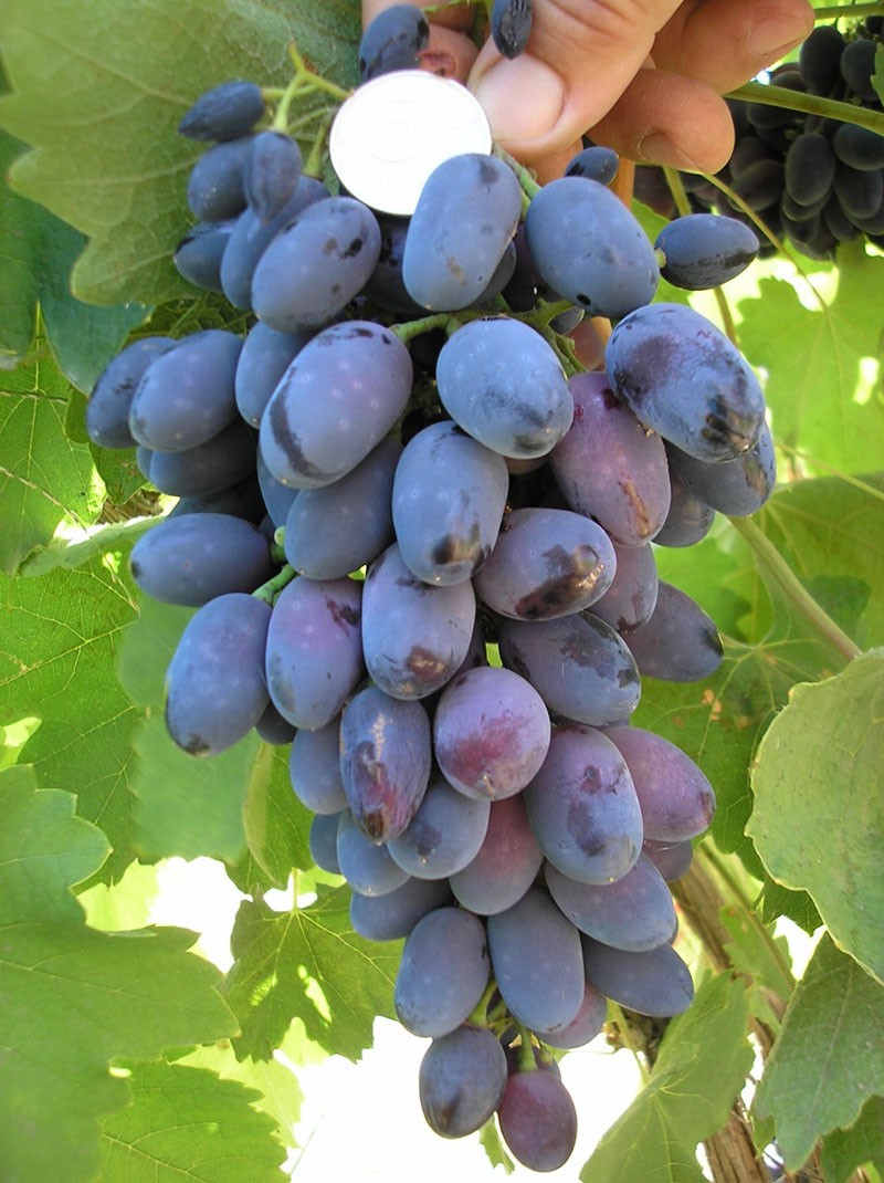 variedad de uva Codryanka