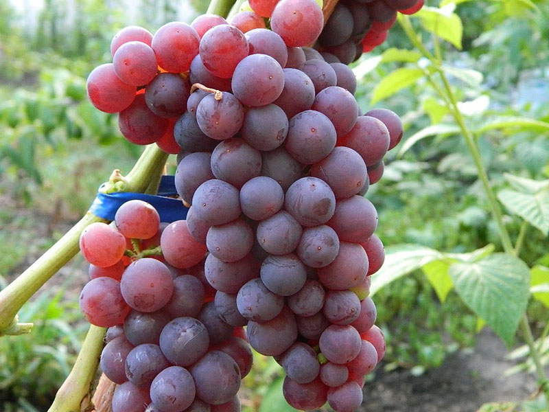 Uvas canadis