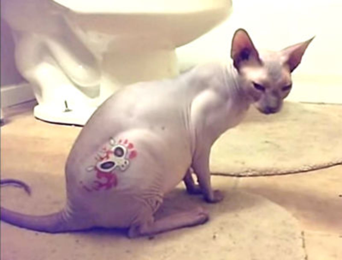 Haustier-Tattoos, Haustier-Tattoo-Ideen, Hunde-Tattoo, Katzen-Tattoo, Haustier-Piercings, Tätowieren von Haustieren, Tierrechtsgesetze, Tattoo-Gesetze, New Yorker Tattoo-Gesetze, New York verbietet Haustier-Tätowierungen, PETA, Ernesto Rodriguez, The National Dog Registry, Tierheim-Tattoos, Tierarzt Tattoos Haustiere, Tierheim Tattoos Haustiere, Mistah Metro, Linda Rosenthal, Andrew Cuomo, Tinted Mag