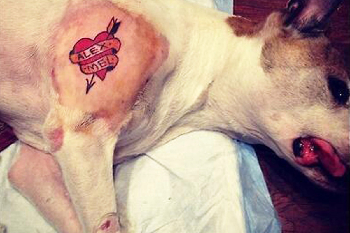 Haustier-Tattoos, Haustier-Tattoo-Ideen, Hunde-Tattoo, Katzen-Tattoo, Haustier-Piercings, Tätowieren von Haustieren, Tierrechtsgesetze, Tattoo-Gesetze, New Yorker Tattoo-Gesetze, New York verbietet Haustier-Tätowierungen, PETA, Ernesto Rodriguez, The National Dog Registry, Tierheim-Tattoos, Tierarzt Tattoos Haustiere, Tierheim Tattoos Haustiere, Mistah Metro, Linda Rosenthal, Andrew Cuomo, Tinted Mag