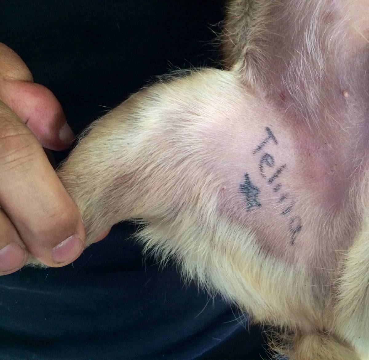 Haustier-Tattoos, Haustier-Tattoo-Ideen, Hunde-Tattoo, Katzen-Tattoo, Haustier-Piercings, Tätowieren von Haustieren, Tierrechtsgesetze, Tattoo-Gesetze, New Yorker Tattoo-Gesetze, New York verbietet Haustier-Tätowierungen, PETA, Ernesto Rodriguez, The National Dog Registry, Tierheim-Tattoos, Tierarzt Tattoos Haustiere, Tierheim Tattoos Haustiere, Mistah Metro, Linda Rosenthal, Andrew Cuomo, Tinted Mag