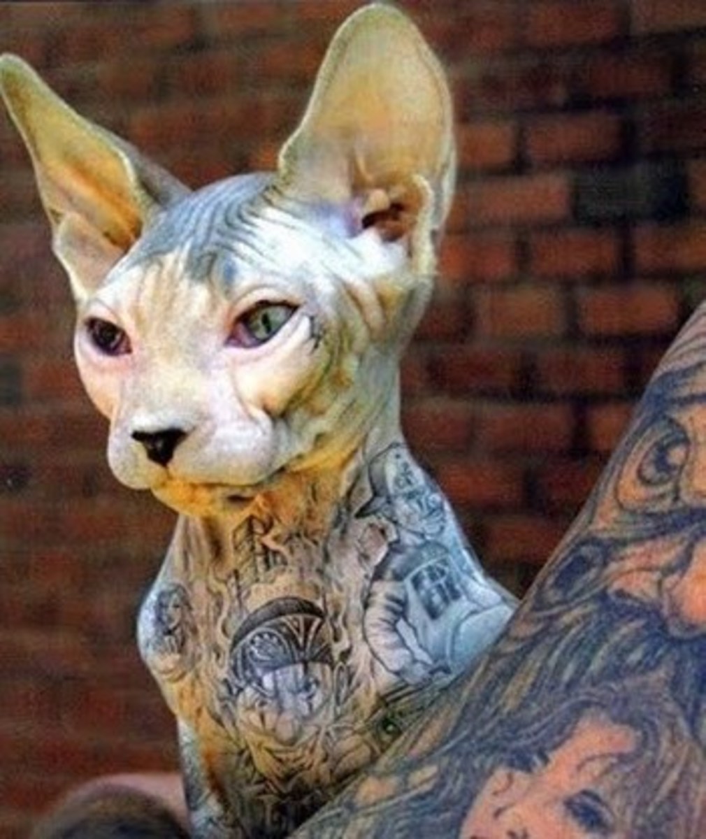 Haustier-Tattoos, Haustier-Tattoo-Ideen, Hunde-Tattoo, Katzen-Tattoo, Haustier-Piercings, Tätowieren von Haustieren, Tierrechtsgesetze, Tattoo-Gesetze, New Yorker Tattoo-Gesetze, New York verbietet Haustier-Tätowierungen, PETA, Ernesto Rodriguez, The National Dog Registry, Tierheim-Tätowierungen, Tierarzt Tattoos Haustiere, Tierheim Tattoos Haustiere, Mistah Metro, Linda Rosenthal, Andrew Cuomo, Tinted Mag