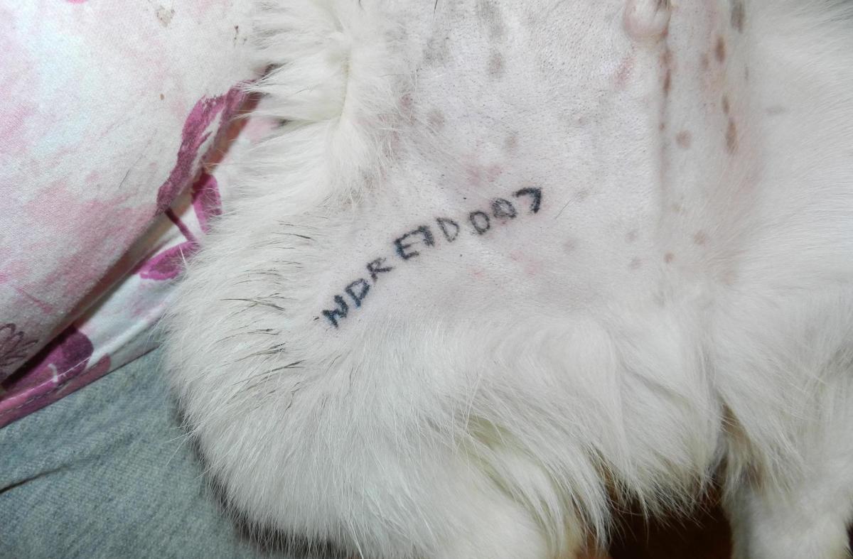 Haustier-Tattoos, Haustier-Tattoo-Ideen, Hunde-Tattoo, Katzen-Tattoo, Haustier-Piercings, Tätowieren von Haustieren, Tierrechtsgesetze, Tattoo-Gesetze, New Yorker Tattoo-Gesetze, New York verbietet Haustier-Tätowierungen, PETA, Ernesto Rodriguez, The National Dog Registry, Tierheim-Tattoos, Tierarzt Tattoos Haustiere, Tierheim Tattoos Haustiere, Mistah Metro, Linda Rosenthal, Andrew Cuomo, Tinted Mag