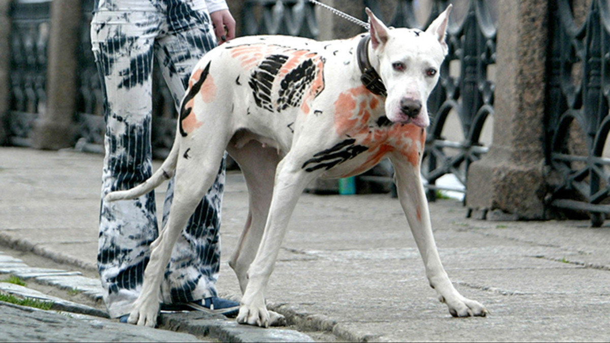 Haustier-Tattoos, Haustier-Tattoo-Ideen, Hunde-Tattoo, Katzen-Tattoo, Haustier-Piercings, Tätowieren von Haustieren, Tierrechtsgesetze, Tattoo-Gesetze, New Yorker Tattoo-Gesetze, New York verbietet Haustier-Tätowierungen, PETA, Ernesto Rodriguez, The National Dog Registry, Tierheim-Tattoos, Tierarzt Tattoos Haustiere, Tierheim Tattoos Haustiere, Mistah Metro, Linda Rosenthal, Andrew Cuomo, Tinted Mag