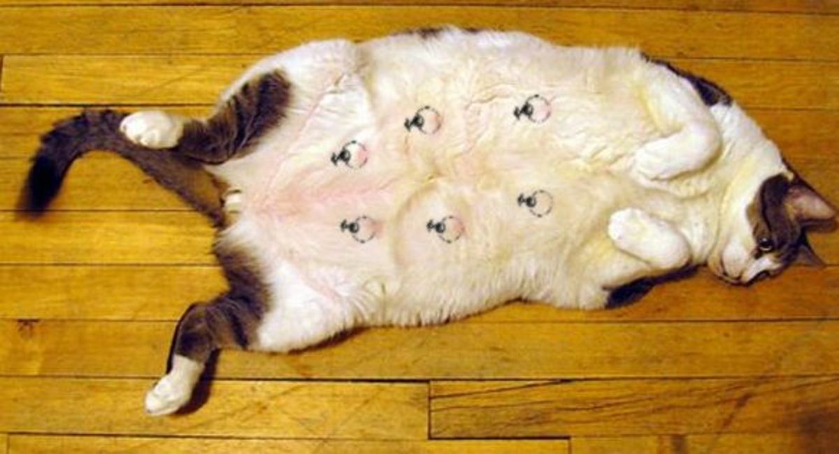 Haustier-Tattoos, Haustier-Tattoo-Ideen, Hunde-Tattoo, Katzen-Tattoo, Haustier-Piercings, Tätowieren von Haustieren, Tierrechtsgesetze, Tattoo-Gesetze, New Yorker Tattoo-Gesetze, New York verbietet Haustier-Tätowierungen, PETA, Ernesto Rodriguez, The National Dog Registry, Tierheim-Tätowierungen, Tierarzt Tattoos Haustiere, Tierheim Tattoos Haustiere, Mistah Metro, Linda Rosenthal, Andrew Cuomo, Tinted Mag