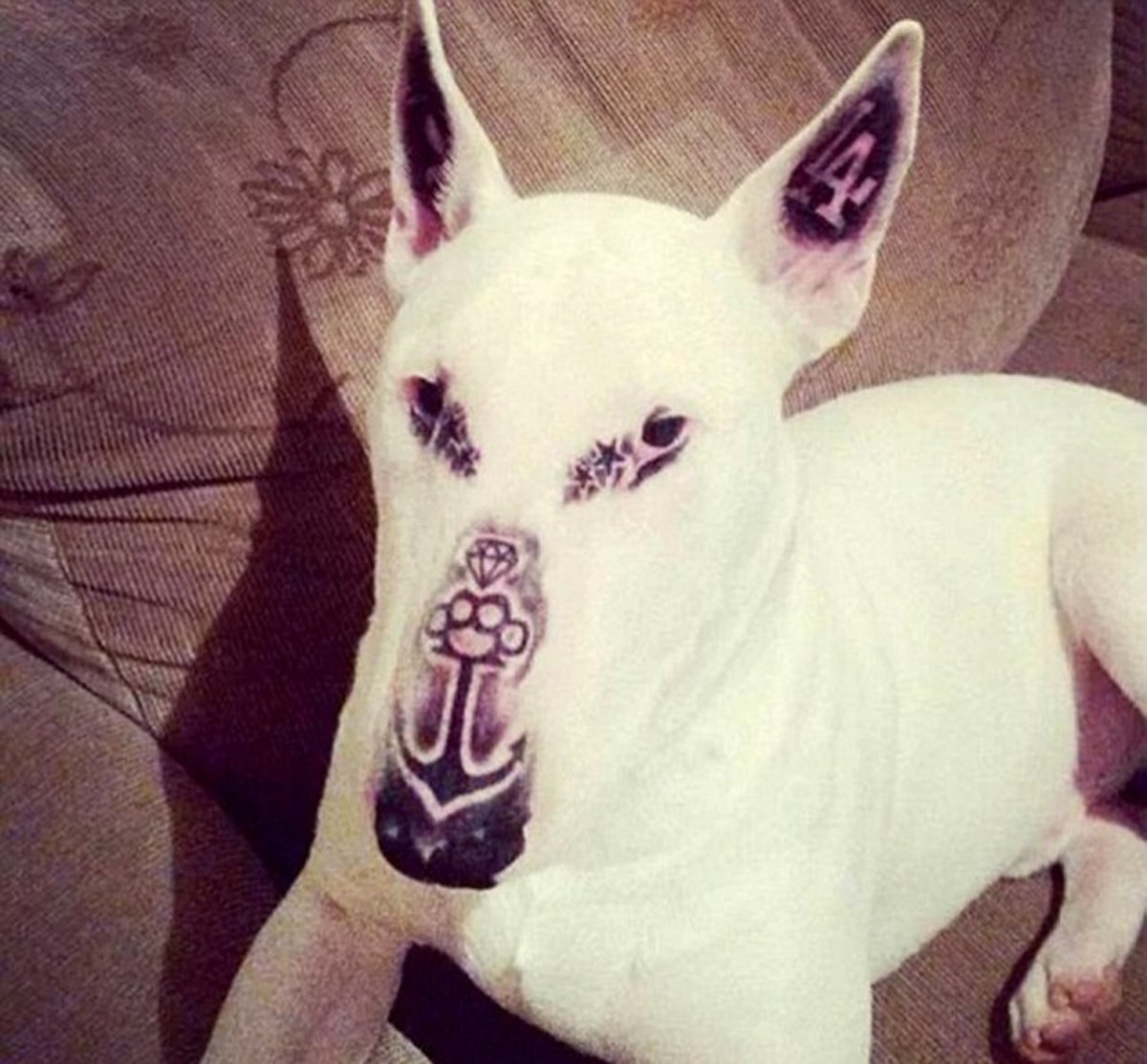 Haustier-Tattoos, Haustier-Tattoo-Ideen, Hunde-Tattoo, Katzen-Tattoo, Haustier-Piercings, Tätowieren von Haustieren, Tierrechtsgesetze, Tattoo-Gesetze, New Yorker Tattoo-Gesetze, New York verbietet Haustier-Tätowierungen, PETA, Ernesto Rodriguez, The National Dog Registry, Tierheim-Tattoos, Tierarzt Tattoos Haustiere, Tierheim Tattoos Haustiere, Mistah Metro, Linda Rosenthal, Andrew Cuomo, Tinted Mag