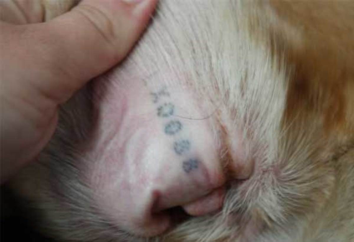 Haustier-Tattoos, Haustier-Tattoo-Ideen, Hunde-Tattoo, Katzen-Tattoo, Haustier-Piercings, Tätowieren von Haustieren, Tierrechtsgesetze, Tattoo-Gesetze, New Yorker Tattoo-Gesetze, New York verbietet Haustier-Tätowierungen, PETA, Ernesto Rodriguez, The National Dog Registry, Tierheim-Tattoos, Tierarzt Tattoos Haustiere, Tierheim Tattoos Haustiere, Mistah Metro, Linda Rosenthal, Andrew Cuomo, Tinted Mag