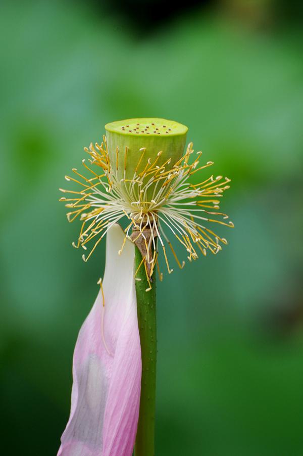 Lotusblumen