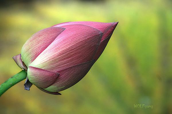 Lotusblumen