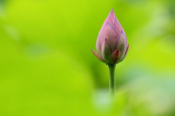 Lotusblumen