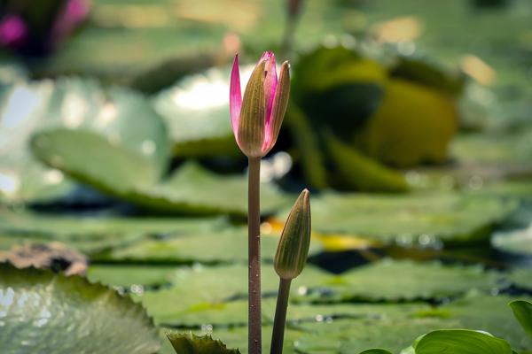 Lotusblumen