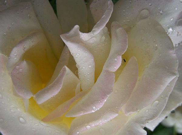 Weiße Rose mit Regentropfen Bild