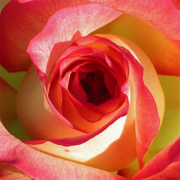 Rosenbild