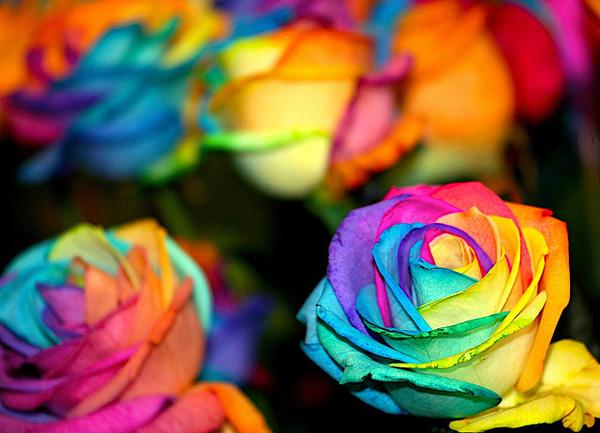 Regenbogenrose Bild