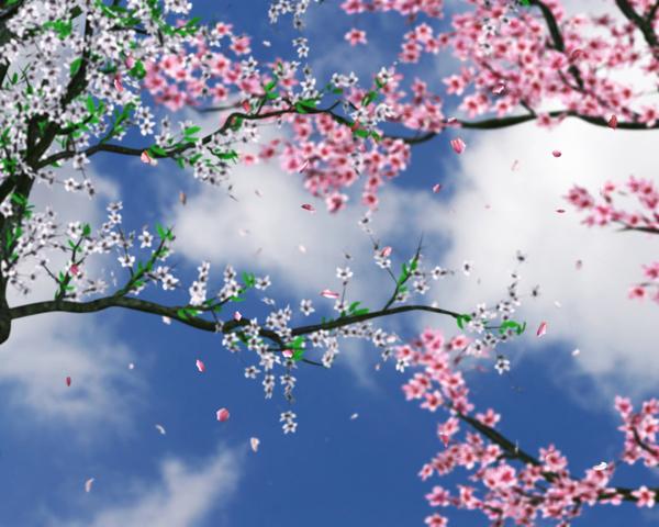 Krásné třešňové květy pozadí