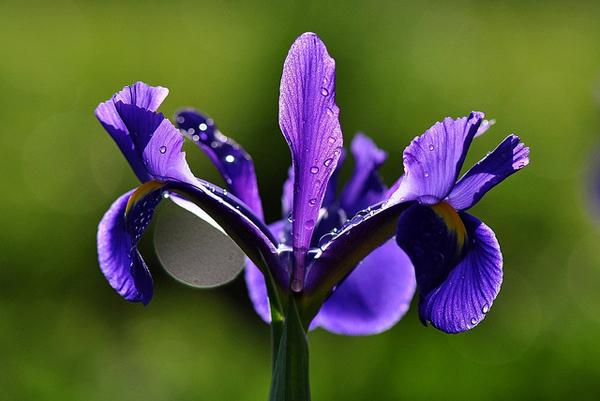 Niederländisches Irisbild